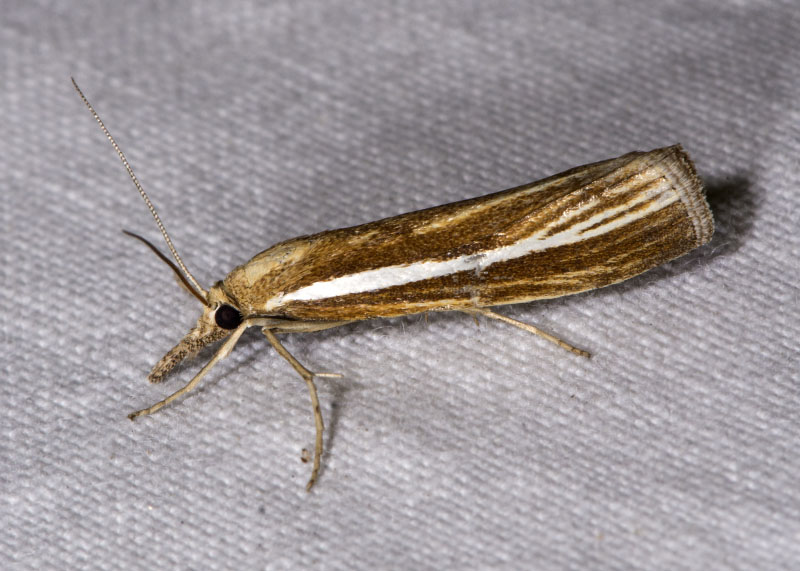 Crambidae: agriphila tristella